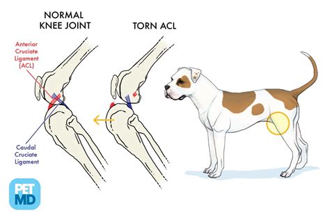 canine cruciate ligament rupture